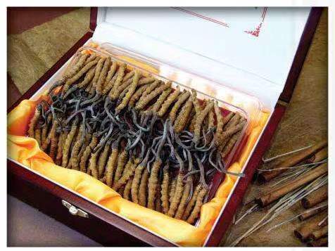 海晏冬虫夏草回收